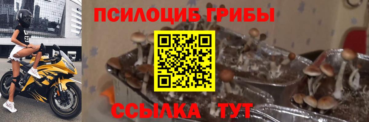 Псилоцибиновые грибы Magic Shrooms Уссурийск